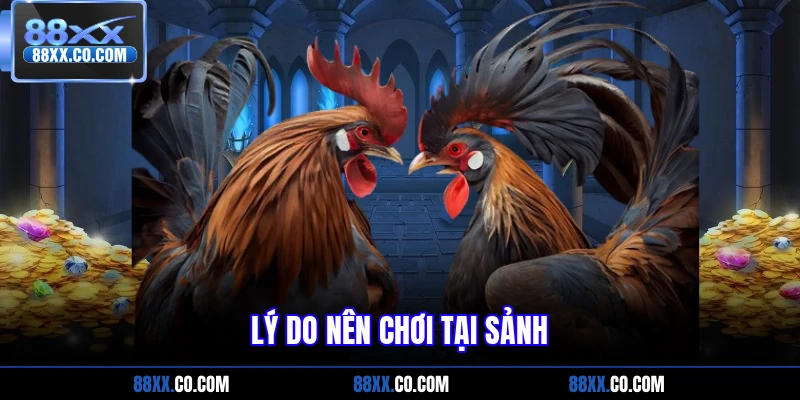 Lý do nên chơi tại sảnh