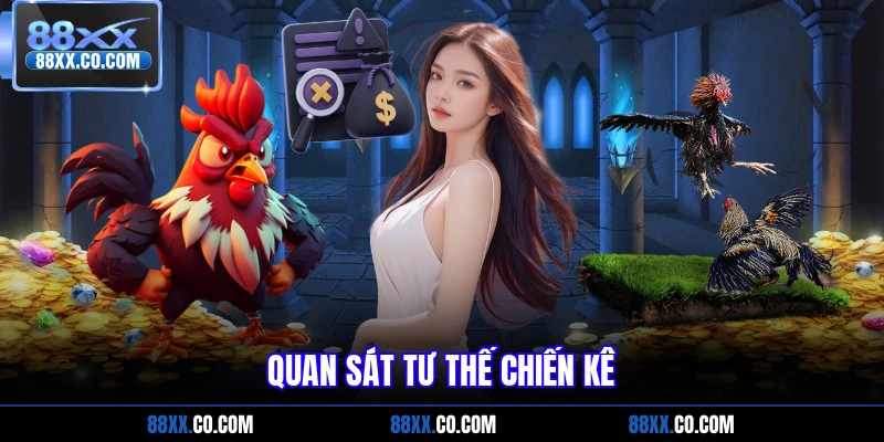 Quan sát tư thế chiến kê